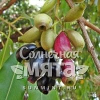 Гвоздика Syzygium cumin