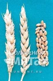Пшеница Саратовская-70