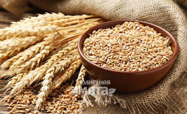Пшеница кормилица или душегубица