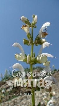 Шалфей Salvia verbascifolia